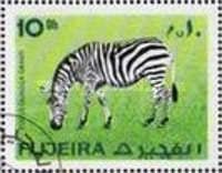 Grant's Zebra (Equus quagga granti)