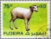 Sheep (Ovis sp.)