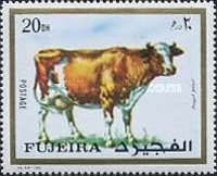 Cow (Bos primigenius taurus)
