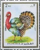 Domesticated Turkey (Meleagris gallopavo)