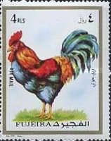 Rooster (Gallus gallus domesticus)