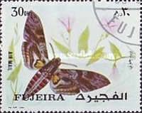 Privet Hawk-moth (Sphinx ligustri)