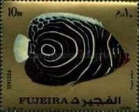 Emperor Angelfish (Pomacanthus imperator) - Juvenile