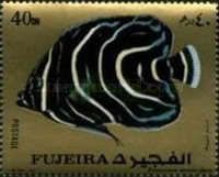 Koran Angelfish (Pomacanthus semicireculatus) - Juvenile