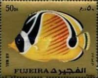 Raccoon Butterflyfish (Chaetodon lunula)