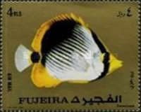 Blackback Butterflyfish (Chaetodon melannotus)