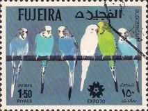 Budgerigar (Melopsittacus undulatus)