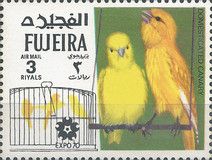 Domesticated Canary