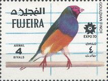 Gouldian Finch