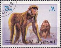 Japanese Macaque (Macaca fuscata)