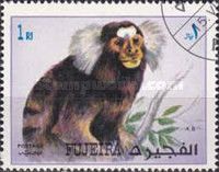 Common Marmoset (Callithrix jacchus)
