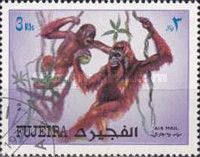 Orang-Utan (Pongo sp)