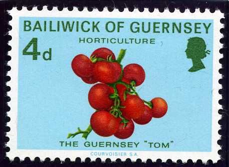 Horticulture: Guernsey Tomatoes "Tom"