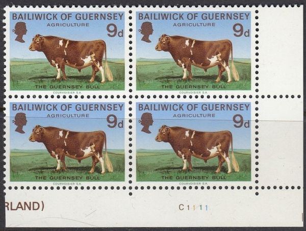 Agriculture: Guernsey Bull (Bos primigenius taurus)
