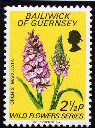 Heath Spotted Orchid (Orchis maculata)