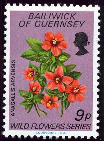 Scarlet Pimpernel (Anagallis arvensis)