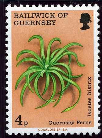 Guernsey Quillwort (Isoetes histrix)