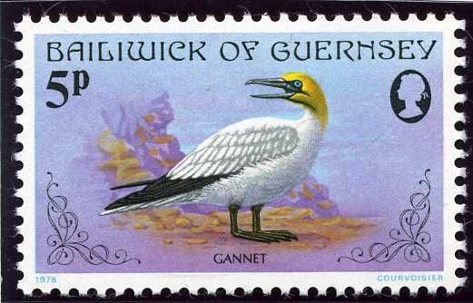 Northern Gannet (Morus bassanus)