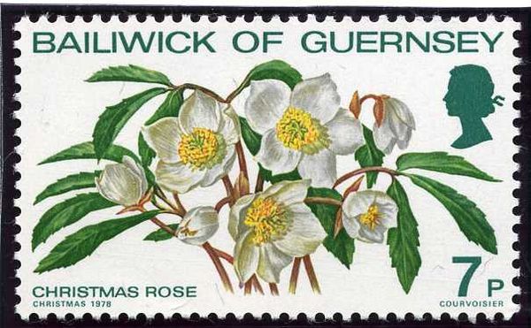 Christmas Rose (Helleborus niger)