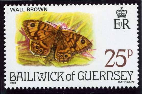 Wall Brown (Lasiommata megera) 