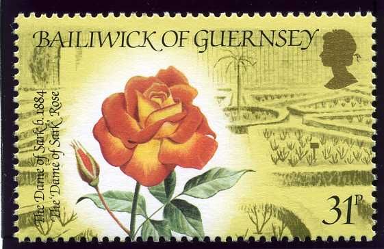 Dame of Sark rose