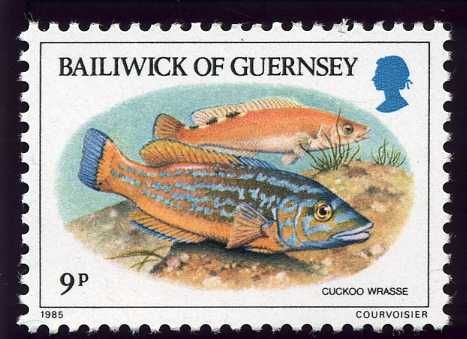 Red Gurnard (Trigla lucerna)