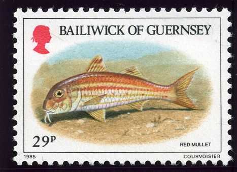 Atlantic Mackerel (Scomber scombrus)