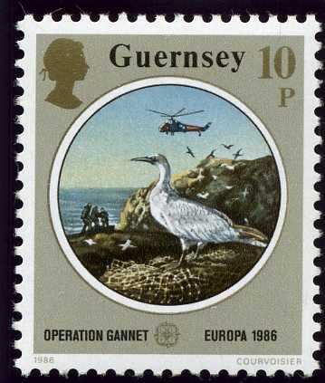 Northern Gannet (Morus bassanus)