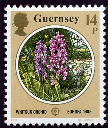 Guernsey Elm (Ulmus sarniensis)