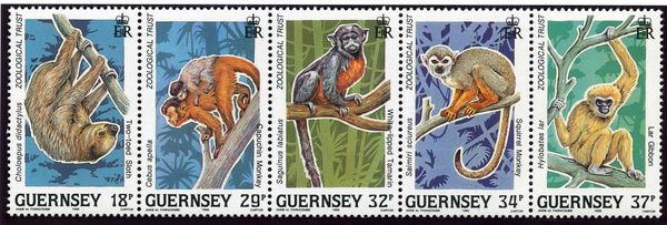 White-lipped Tamarin (Saguinus labiatus)