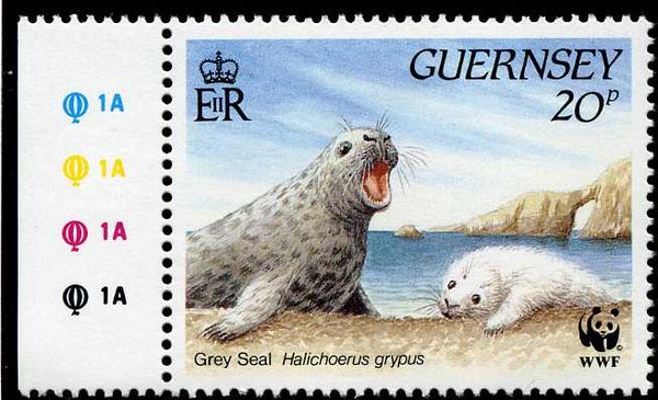 Grey Seal & Pup (Halichoerus grypus)