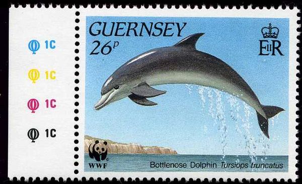 Basking Shark (Cetorhinus maximus)