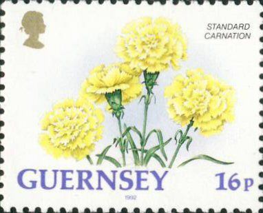 Standard Carnation
