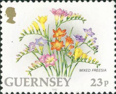 Single Freesia