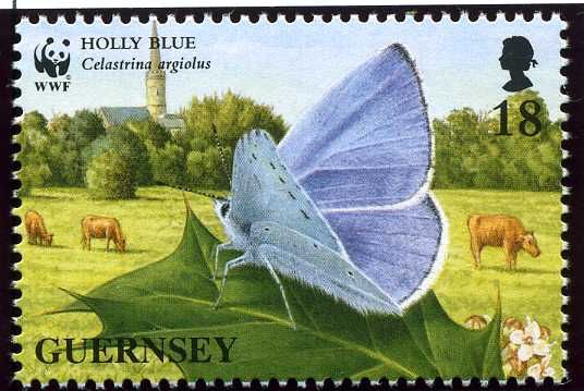 Holly Blue (Celastrina argiolus)