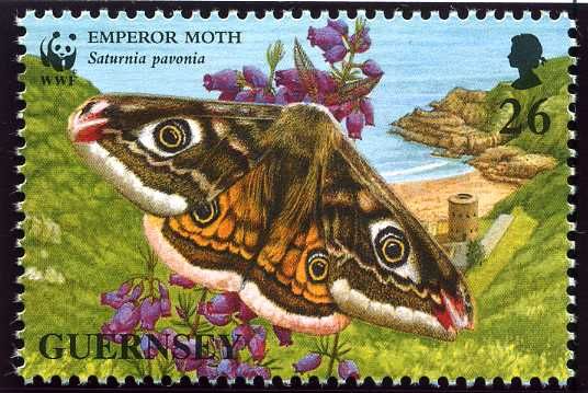 Emperor Moth (Saturnia pavonia)