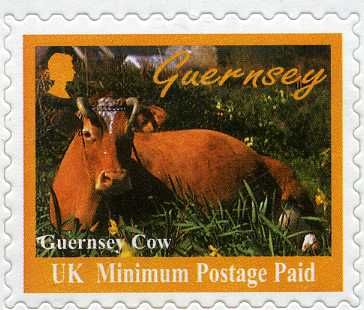 Guernsey Cow (Bos primigenius taurus)