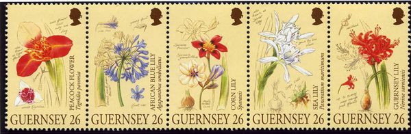 Guernsey Lily (Nerine sarniensis)