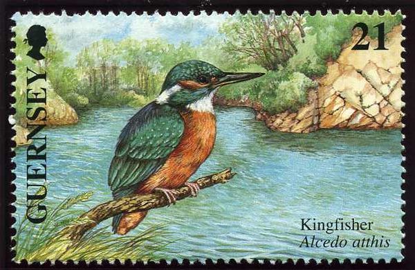 Common Kingfisher (Alcedo atthis)