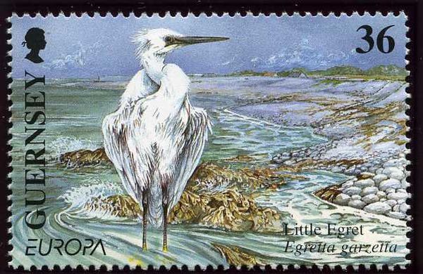 Little Egret (Egretta garzetta)