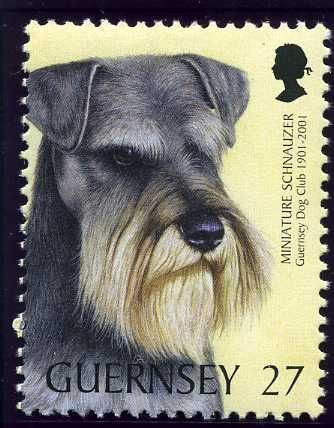 Minature Schnauzer (Canis lupus familiaris)