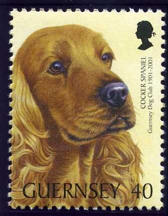 Cocker-Spaniel (Canis lupus familiaris)