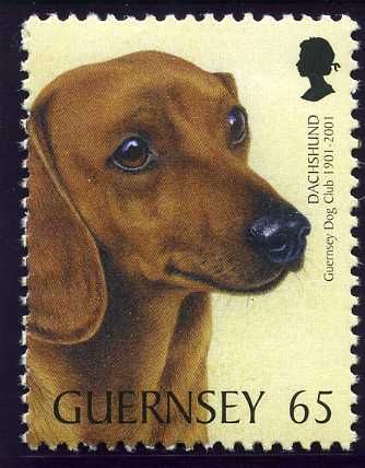 Short-haired Dachshund (Canis lupus familiaris)