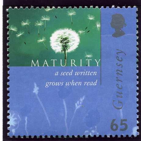 Dandelion (Maturity)