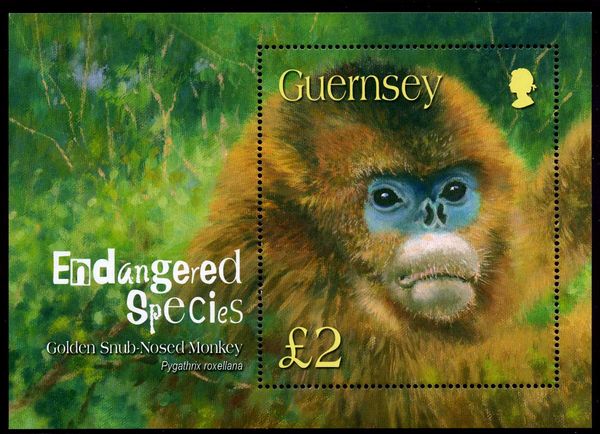 Golden Snub-nosed Monkey (Rhinopithecus roxellana)