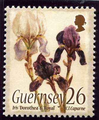 Iris 'Dorothea' & 'Royal'