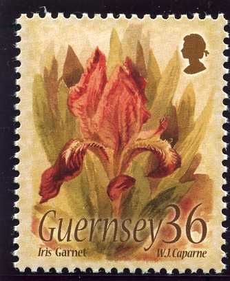 Iris 'Garnet'