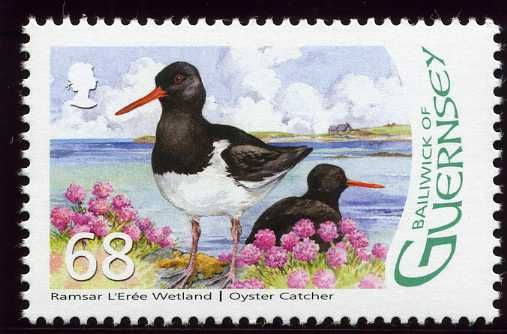 Eurasian Oyster Catcher (Haematopus ostralegus)