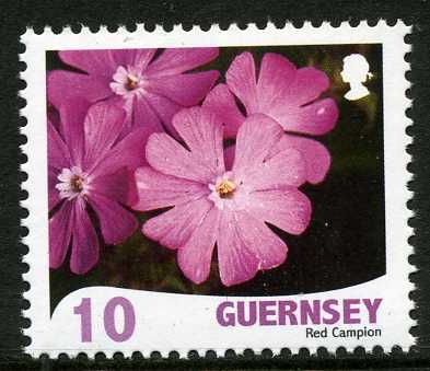 Red Campion - Silene dioica