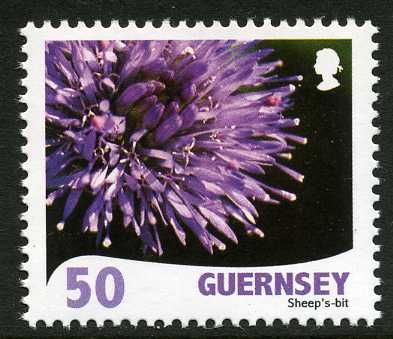 Sheep's Bit - Jasione montana